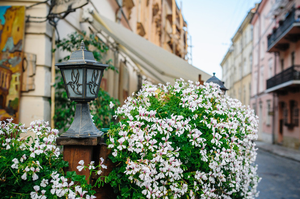 Flores en las calles de Lviv
 - Foto, imagen
