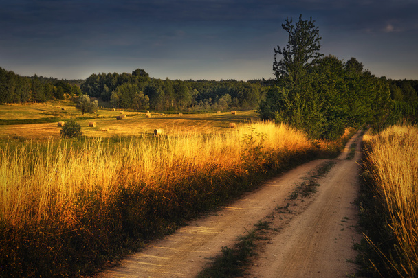 麦畑 2 間の田舎道 - 写真・画像