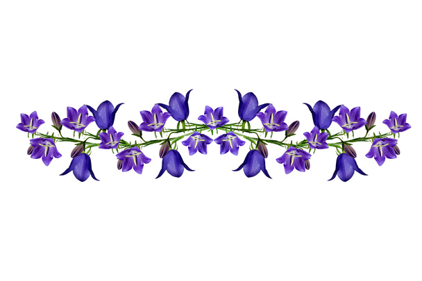 campanula μπλε λουλούδια που απομονώνονται σε λευκό φόντο - Φωτογραφία, εικόνα