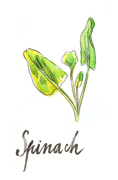 Watercolor hand drawn spinach - 写真・画像