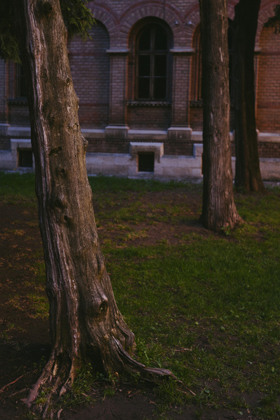 arbre et soleil et Chernivtsi université
 - Photo, image