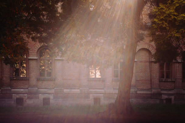 arbre et soleil et Chernivtsi université
 - Photo, image