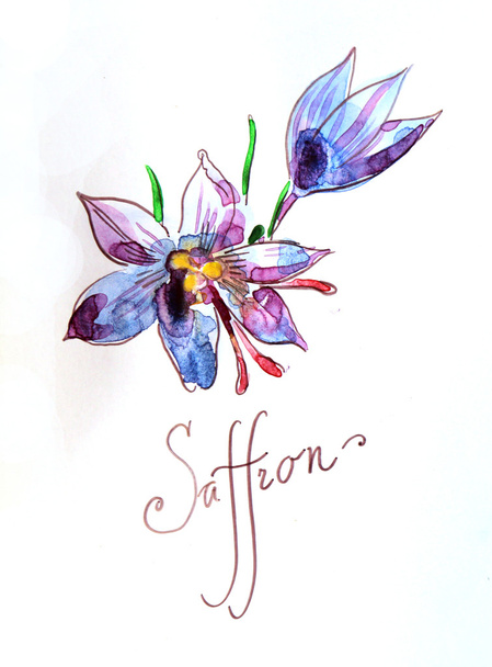 Watercolor hand drawn saffron - Foto, Imagen
