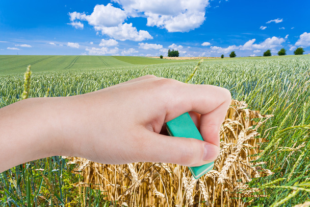 рука удаляет зеленое пшеничное поле резиновым ластиком
 - Фото, изображение