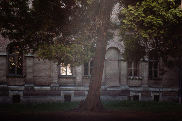 Baum und Sonnenlicht und Tscherniwzi Universität - Foto, Bild