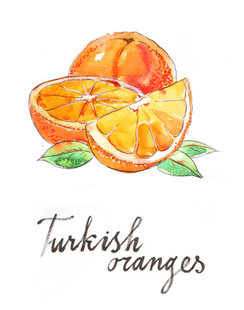 Watercolor hand drawn oranges - Photo, Image