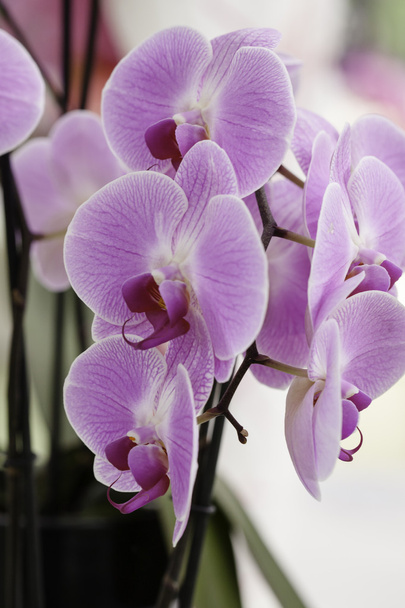 Крупный план фаленопсии розовой орхидеи
 - Фото, изображение