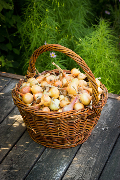 Cebollas recién cosechadas derramándose en una mesa de madera vieja, ne
 - Foto, Imagen