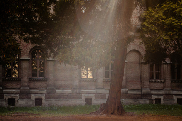 Baum und Sonnenlicht und Tscherniwzi Universität - Foto, Bild