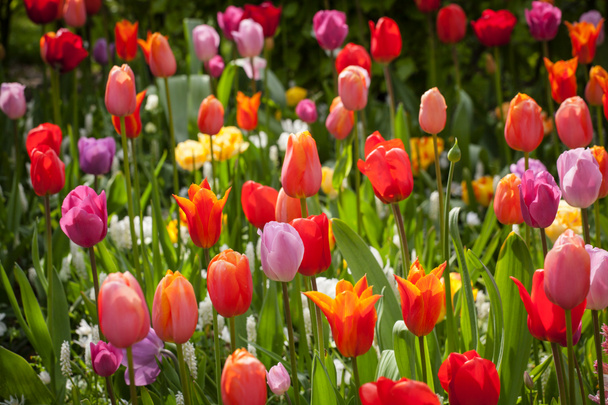 kolorowe tulipany w parku. - Zdjęcie, obraz