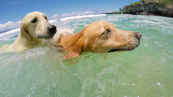 Собаки плавают на пляже
. - Кадры, видео
