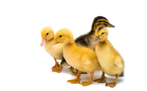 Pequeños goslings
  - Foto, imagen