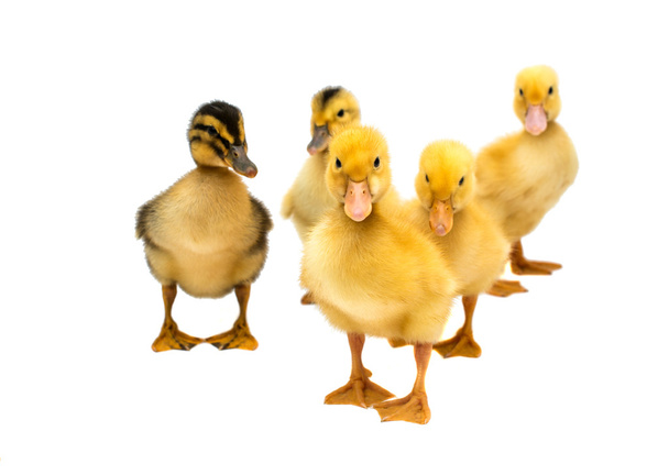Pequeños goslings
  - Foto, Imagen