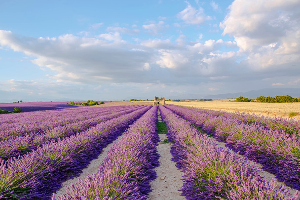 Lavendelfelder in der Nähe von Valensole in der Provence, Frankreich bei Sonnenuntergang - Foto, Bild