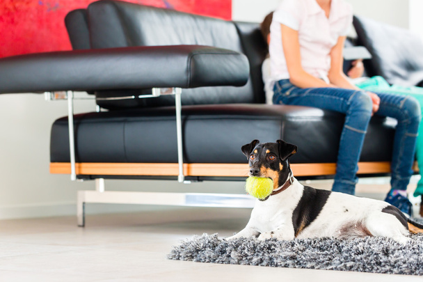 Família cão brincando com bola na sala de estar
 - Foto, Imagem