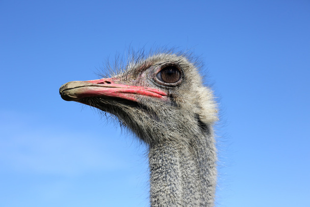 La cabeza del avestruz
 - Foto, Imagen
