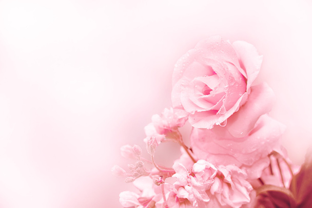 Hermosa rosa en luz mágica Primavera o verano flor rosa fondo
 - Foto, imagen