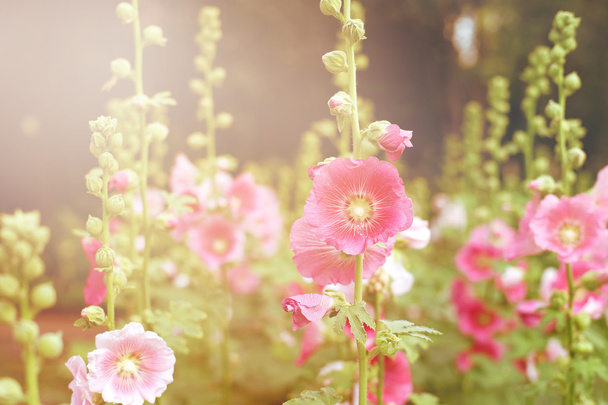 bela flor hollyhock ou flor althaea
 - Foto, Imagem