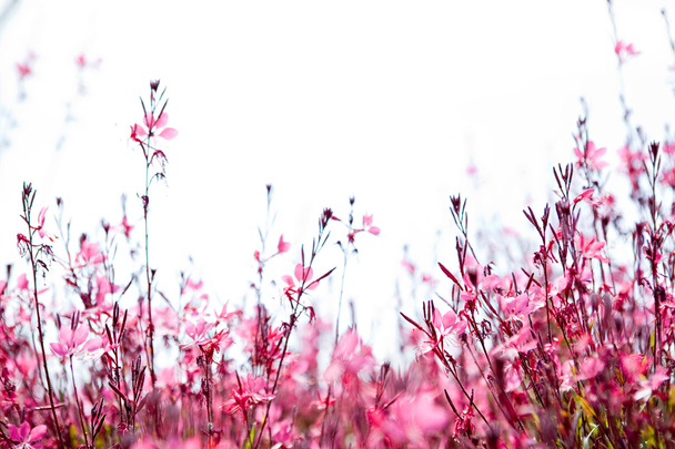 field with a pink flowers - Zdjęcie, obraz