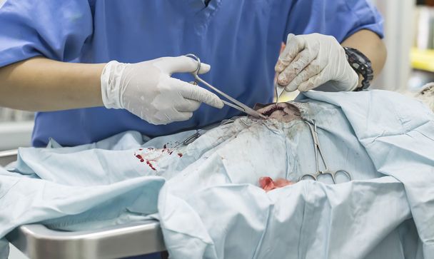 Tierchirurgie - Foto, Bild