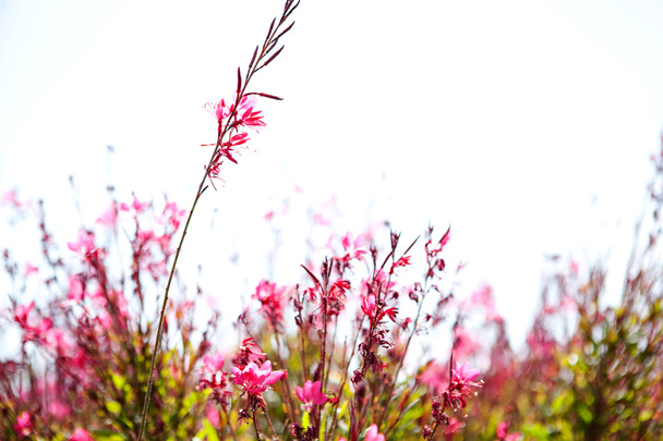 campo no campo em plena floração
 - Foto, Imagem