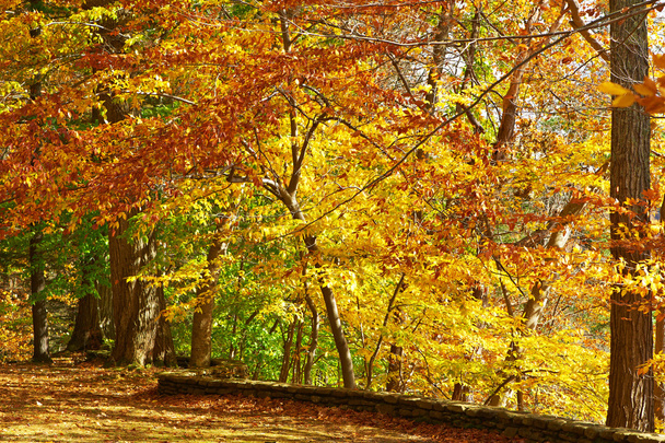 Herfst scène landschap - Foto, afbeelding