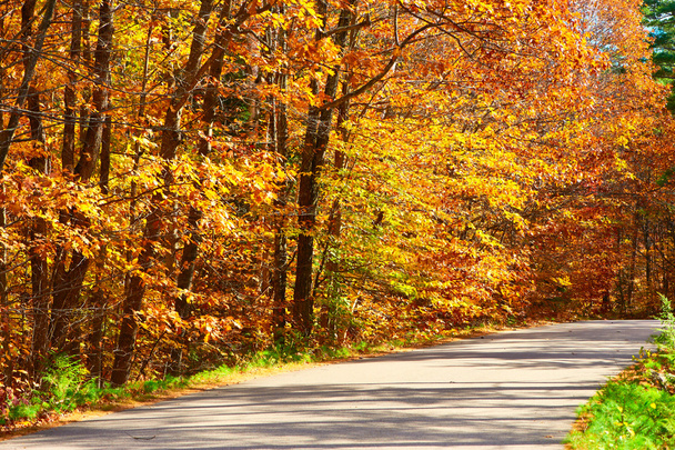 Herbstszene mit Straße - Foto, Bild