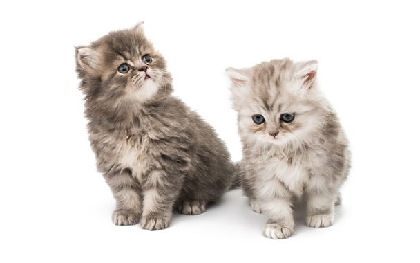 hermosos gatitos esponjosos
 - Foto, imagen