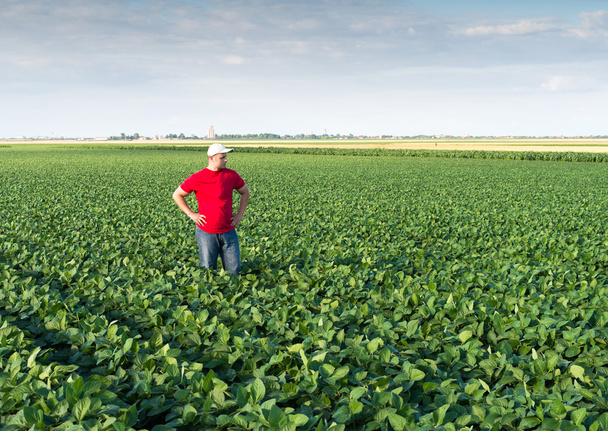  farmer in soybean fields  - Fotografie, Obrázek