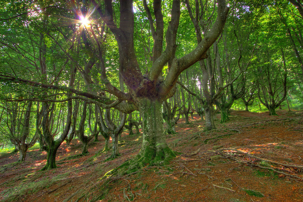 Forest of Gorbeia, Bizkaia, Spain - Фото, изображение