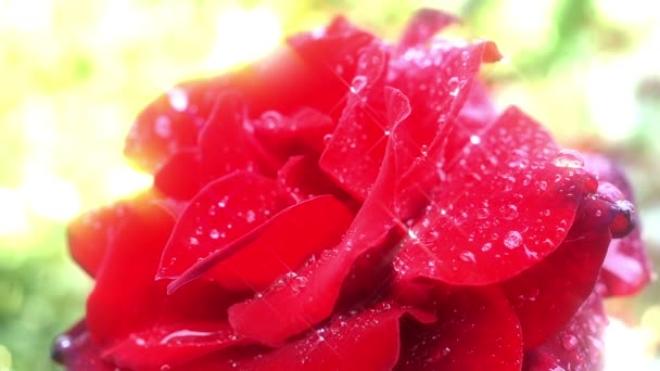 red rose flower in garden drop rain - Footage, Video