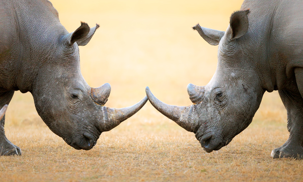 Rinoceronte blanco cabeza a cabeza
 - Foto, Imagen