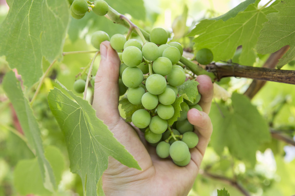 Grapes in hand - Foto, Imagem