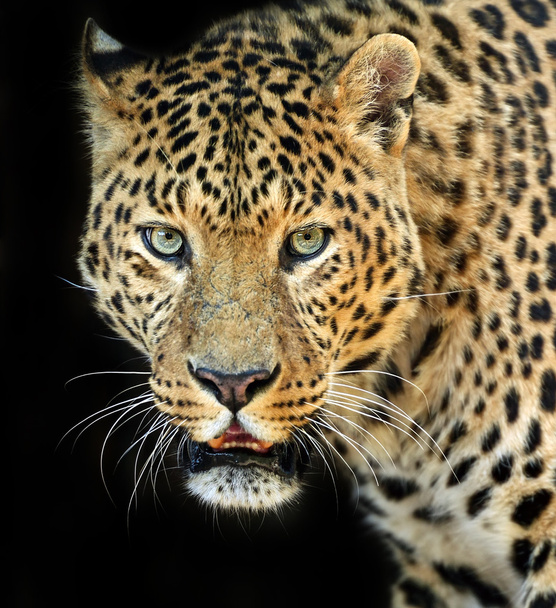 leopardi - Valokuva, kuva