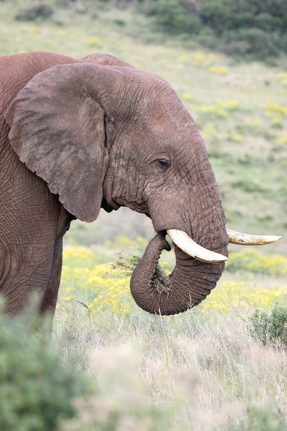 Afrikkalainen norsu syö ruohoa - Valokuva, kuva