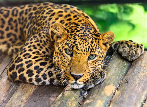 Leopardo salvaje
 - Foto, Imagen