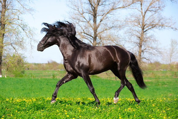 Кінь
 - Фото, зображення