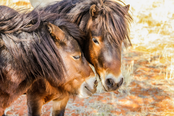 Two ponies - Photo, Image