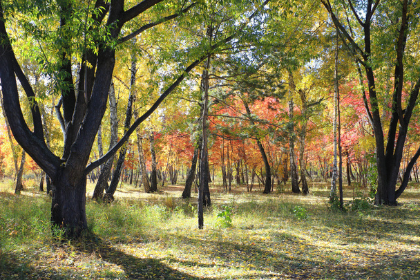 Autumn landscape - mixed forest - Fotografie, Obrázek