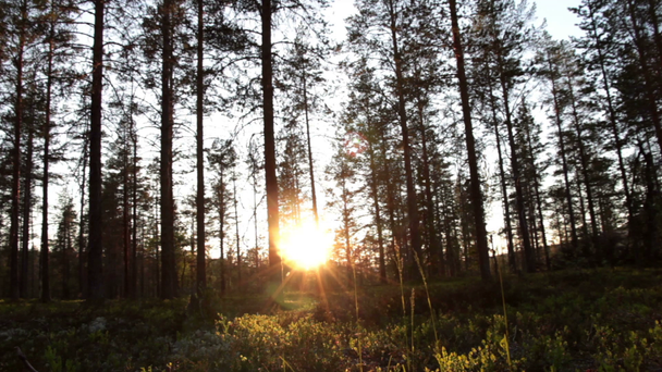 Sun in the pine forest - Footage, Video