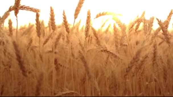 Mão feminina tocando trigo ao nascer do sol
 - Filmagem, Vídeo
