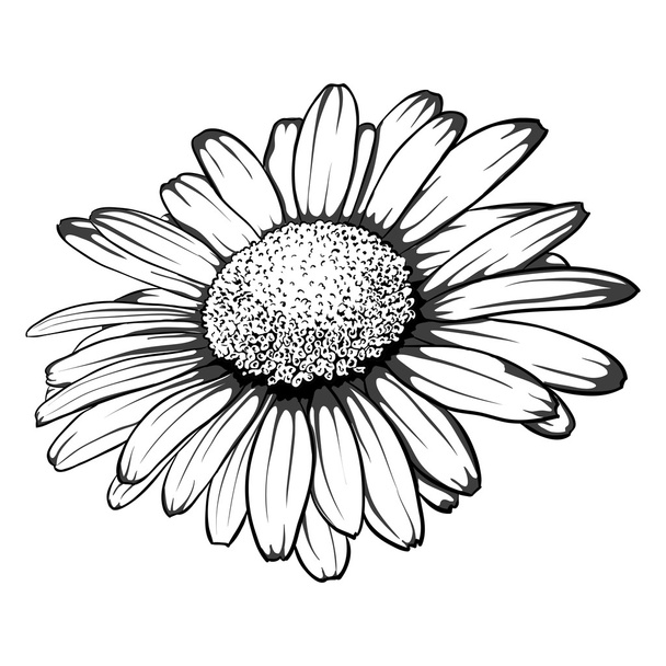 Красива монохромна, чорно-біла ромашкова квітка ізольована
. - Вектор, зображення