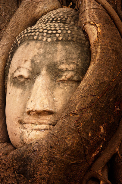 Крупный план стрельбы по голове Будды на дереве Ват Mahathat, Таиланд
. - Фото, изображение