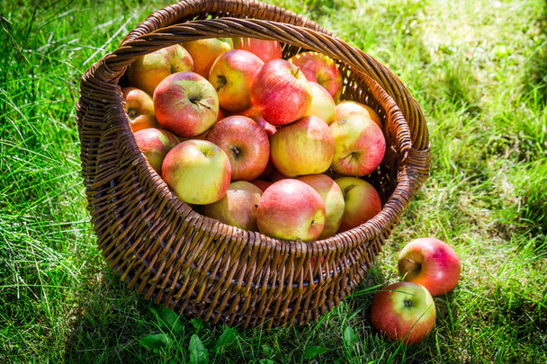 Verse appelen in tuin - Foto, afbeelding