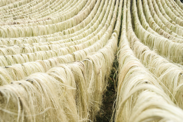 Włókna sizalowe, surowiec z Chin - Zdjęcie, obraz