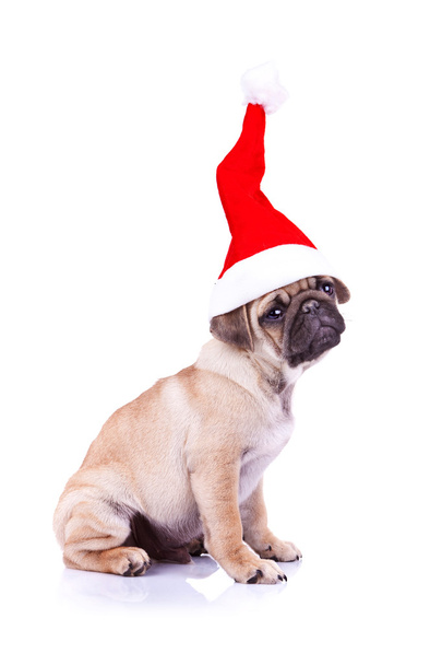 Noel Baba şapkası giyen pug yavrusu - Fotoğraf, Görsel