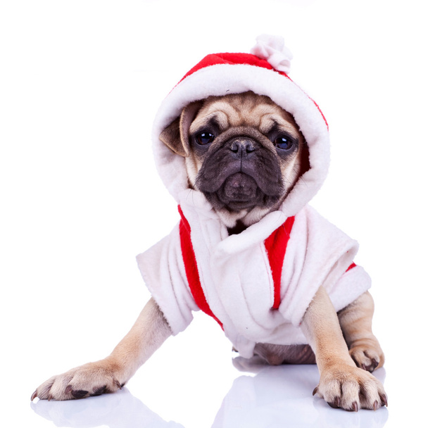 Noel Baba gibi giyinmiş şirin pug yavrusu - Fotoğraf, Görsel