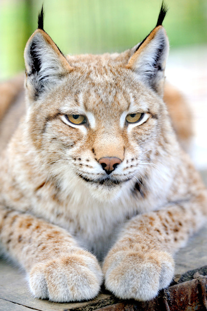 Lynx portrait - Photo, Image