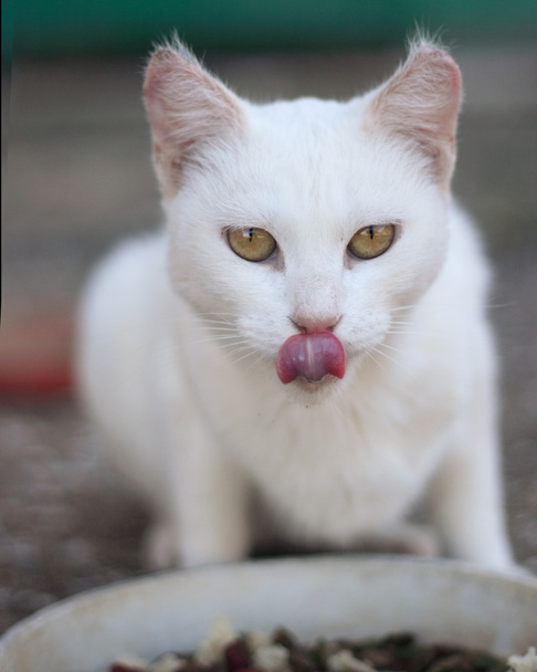 Cat eating - Photo, Image