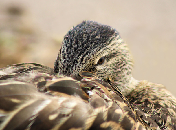 gezellige mallard duck - Foto, afbeelding